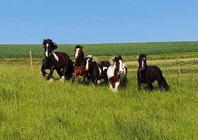 Fünf Pferde auf galoppieren auf einer grünen Wiese