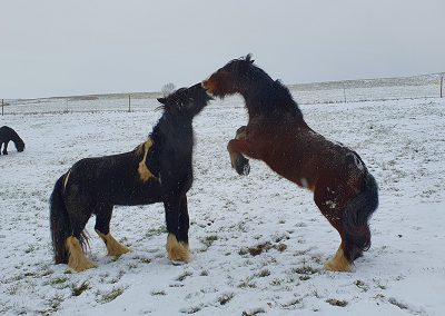 Zwei Pferde auf einem dunklen Feld
