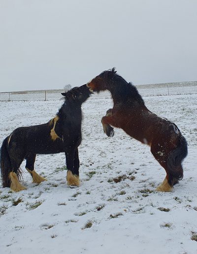 Zwei Pferde auf einem dunklen Feld