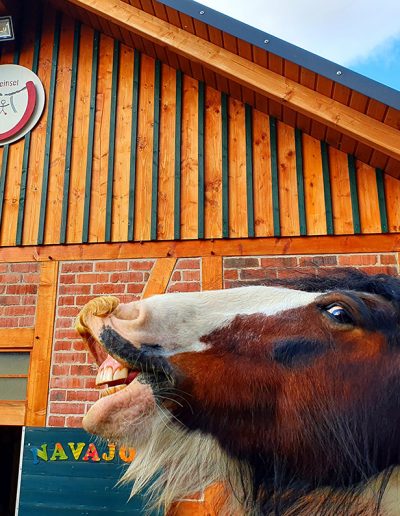 humorvolle Nahaufnahme vom Kopf des gescheckten Pferdes Willi