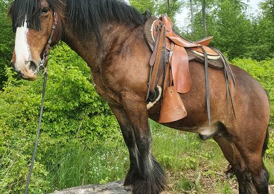 Das Pferd Navajo steht mit Sattel und Zaumzeug auf einem Baumstumpf