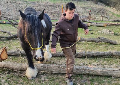 Ein junger Mann in Arbeitskleidung führt ein großes, dunkelbraunes Pferd mit weißen Fesseln und gelbem Halfter über mehrere liegende Baumstämme. Die Szene findet auf einer leicht hügeligen Wiese mit Bäumen und einem Zaun im Hintergrund statt.