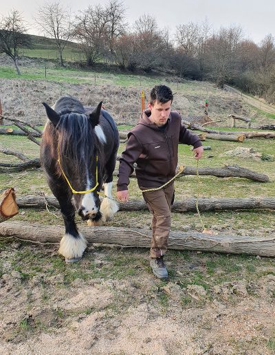 Ein junger Mann in Arbeitskleidung führt ein großes, dunkelbraunes Pferd mit weißen Fesseln und gelbem Halfter über mehrere liegende Baumstämme. Die Szene findet auf einer leicht hügeligen Wiese mit Bäumen und einem Zaun im Hintergrund statt.