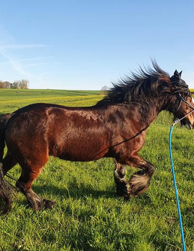 Das dunkelbraune Pferd Navajo mit dichter Mähne und heller Blesse galoppiert durch die grüne Wiese.