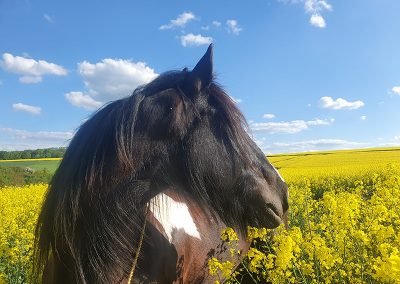 Ein dunkles Pferd mit dichter schwarzer Mähne