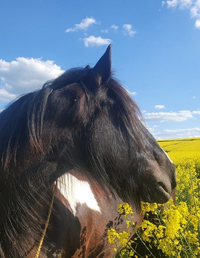 Ein dunkles Pferd mit dichter schwarzer Mähne