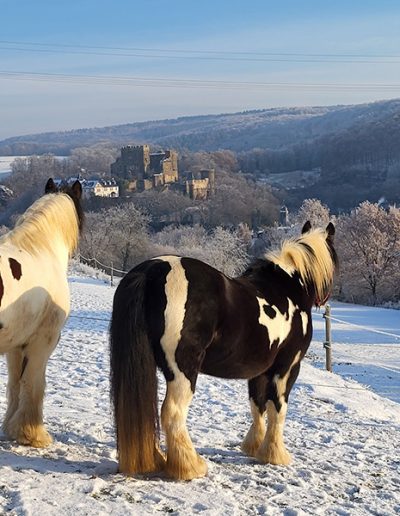 Zwei gescheckte Pferde