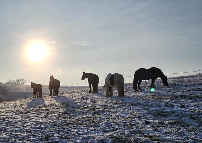 Fünf Pferde auf einem schneebedeckten Hügel