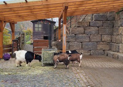 Vier Ziegen "MAX UND MILA, LENI UND LOTTE"