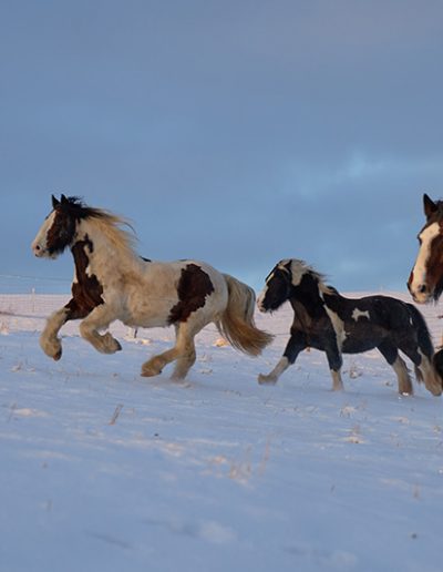 Drei Pferde galoppieren über ein tief verschneites Feld