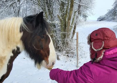 Eine Person mit einer warmen, weinroten Mütze und pinker Jacke füttert ein braun-weiß geschecktes Pferd namens Willi in einer verschneiten Winterlandschaft.