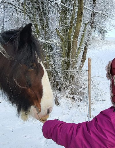 Eine Person mit einer warmen, weinroten Mütze und pinker Jacke füttert ein braun-weiß geschecktes Pferd namens Willi in einer verschneiten Winterlandschaft.