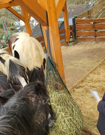 Ein Mann mit einer Schiebermütze steht lächelnd in einem Unterstand und beobachtet eine Gruppe von Pferden.