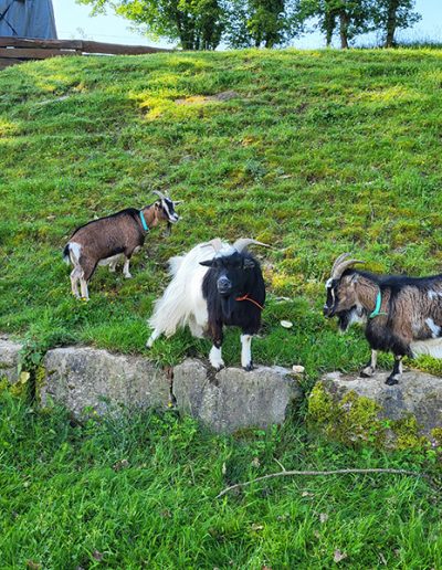 Vier Ziegen auf einer grünen Anhöhe