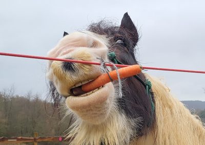Das Bild ist eine Nahaufnahme vom Kopf des gescheckten Pferdes Willi, das auf lustige Weise eine Karotte hält
