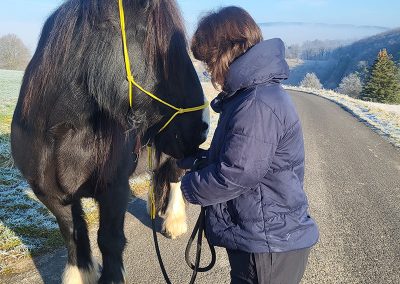 Eine Person in einer dicken, dunkelblauen Jacke steht auf einer Asphaltstraße neben einem großen, fast schwarzen Pferd mit gelbem Halfter.