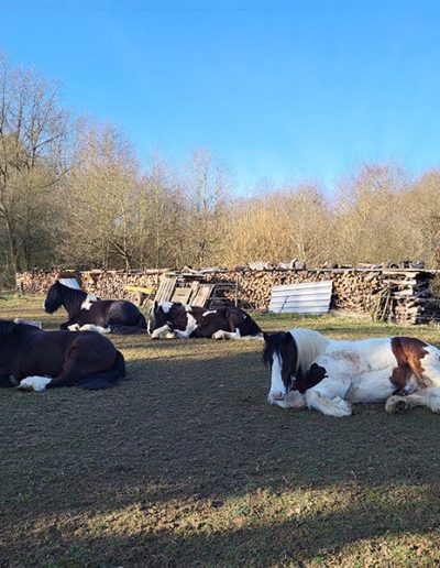 Vier gescheckte Pferde Nanuk, Nscho-Tschi, Willi und Navajo