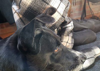 Ein schwarzer Hund liegt auf einer dunklen Decke und blickt zur Seite, wobei seine Ohren gespitzt sind.
