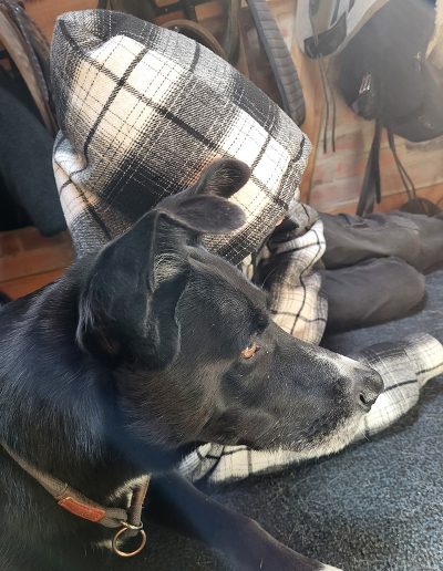 Ein schwarzer Hund liegt auf einer dunklen Decke und blickt zur Seite, wobei seine Ohren gespitzt sind.