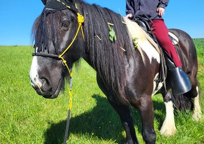 Eine Person mit blauem Helm sitzt auf einem großen schwarz-weißen Pferd, das auf einer sonnigen, grasbewachsenen Wiese steht.
