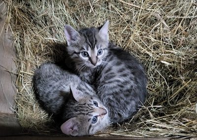 Zwei kleine getigerte Kätzchen kuscheln im Heu