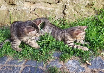 Zwei Kätzchen im Gras