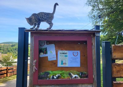 Junge, getigerte Katze balanciert auf einem roten Informationskasten