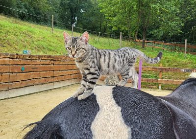 Katze auf Pferderücken