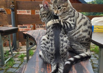 Die beiden getigerten Katzen Mimi und Momo sitzen eng beieinander auf einer dunklen Holzbank