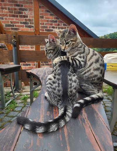 Die beiden getigerten Katzen Mimi und Momo sitzen eng beieinander auf einer dunklen Holzbank