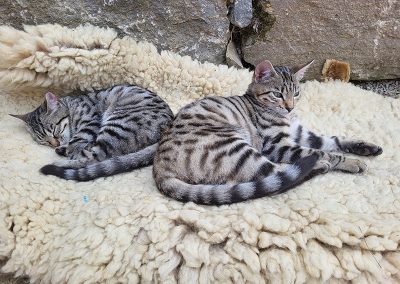 Die Katzen Mimi und Momo