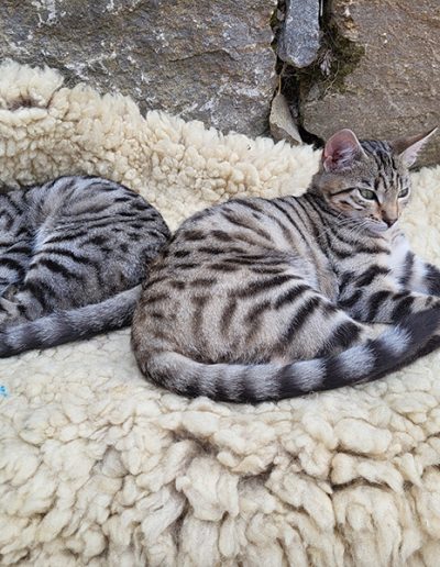 Die Katzen Mimi und Momo