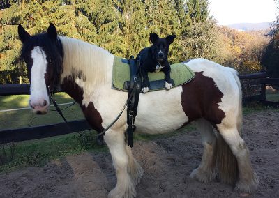 Hund Sam liegt auf Pferd Willi