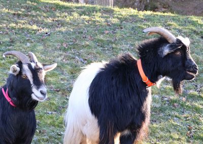 Zwei Ziegen auf einer Wiese